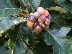 () (Lobed Oak Gall Wasp) galls on Swamp White Oak