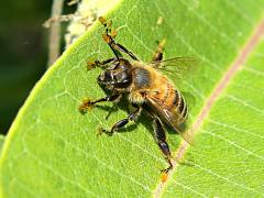 () (European Honey Bee) pollinia on Common Milkweed