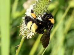 () (Black-and-gold Bumble Bee) on White Prairie Clover