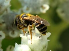 () (Ligated Furrow Bee) on Wild Quinine