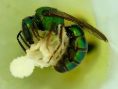 () (Pure Green-Sweat Bee) on Hedge Bindweed
