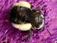 () (Thistle Long-horned Bee) female on Bull Thistle