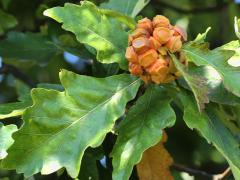 () (Lobed Oak Gall Wasp) galls on Swamp White Oak