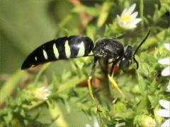 () (Four-banded Stink Bug Hunter) on Heath Aster