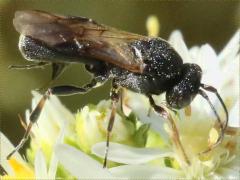 () (Braconid Wasp) female on Heath Aster