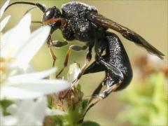 () (Braconid Wasp) female profile on Heath Aster