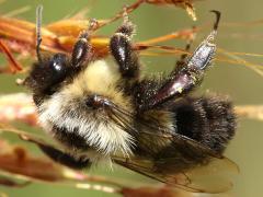 () (Common Eastern Bumble Bee) female on Indian Grass