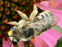 () (Melissodes Long-horned Bee) on Purple Coneflower