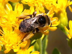 () (Melissodes Long-horned Bee) dorsal on Stiff Goldenrod