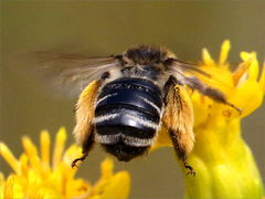 () (Melissodes Long-horned Bee) flying on Stiff Goldenrod