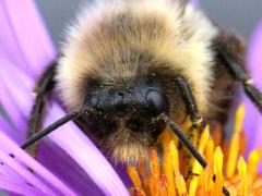 () (Common Eastern Bumble Bee) male face on New England Aster