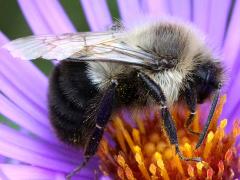 () (Common Eastern Bumble Bee) male lateral on New England Aster