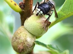 () (Oak Rough Bulletgall Wasp) galls on Swamp White Oak