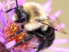 () (Common Eastern Bumble Bee) male on New England Aster