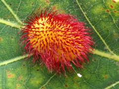 () (Hedgehog Gall Wasp) gall Lacewing egg on White Oak