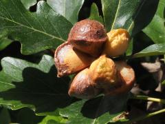 () (Lobed Oak Gall Wasp) galls on Swamp White Oak