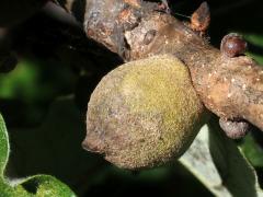 () (Oak Rough Bulletgall Wasp) gall on Swamp White Oak