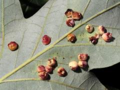 () (Conical Oak Gall Wasp) underside galls on Swamp White Oak