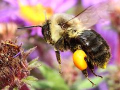 () (Common Eastern Bumble Bee) hovering pollen basket on New England Aster