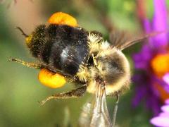 () (Common Eastern Bumble Bee) hovering pollen baskets on New England Aster