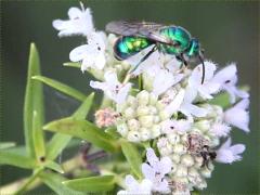 () (Halictidae Sweat Bee) on Common Mountain Mint