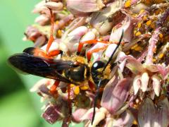 () (Great Golden Digger Wasp) dorsal on Common Milkweed