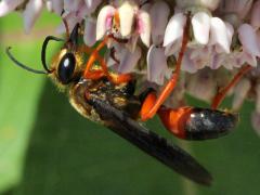 () (Great Golden Digger Wasp) on Common Milkweed