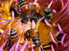 () (Red Dwarf Honey Bee) pollinating on Sacred Lotus