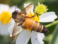 () (Giant Honey Bee) pollen baskets on Beggarticks