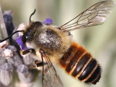 (Megachile Leafcutter Bee) dorsal