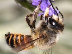 (Megachile Leafcutter Bee) lateral
