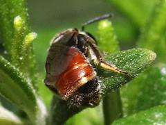 (Pseudo Sweat Bee) dorsal