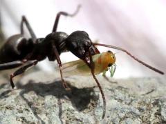 (Japanese Wood Ant) dragging on Japanese Wood Ant