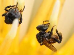 () (Pagden's Stingless Bee) on Sacred Lotus