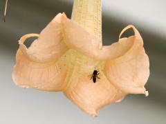 () (European Honey Bee) on Angel's Trumpet