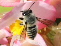 (Megachile Leafcutter Bee) dorsal