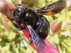 () (Xylocopa Carpenter Bee) robbing nectar on Qantu