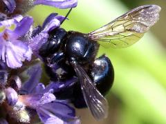 () (Eastern Carpenter Bee) on Pickerelweed