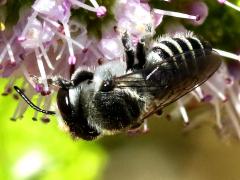 (Megachile Leafcutter Bee) crawling