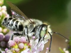 (Megachile Leafcutter Bee) lateral