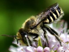 (Megachile Leafcutter Bee) ventral