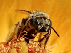 () (Barrel Cactus Longhorn) face on Emory's Barrel Cactus
