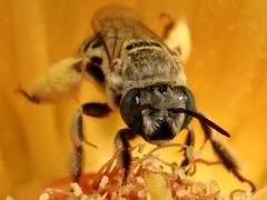 () (Barrel Cactus Longhorn) head on Emory's Barrel Cactus