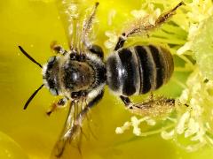 () (Cactus Chimney Bee) dorsal on Santa Rita Pricklypear