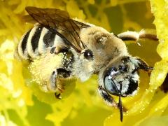 () (Cactus Chimney Bee) head on Santa Rita Pricklypear