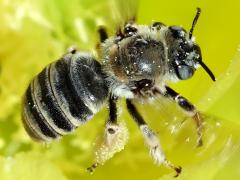 () (Cactus Chimney Bee) lateral on Santa Rita Pricklypear