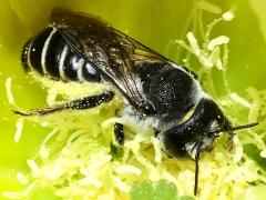 () (Orange-tipped Woodborer) dorsal on Santa Rita Pricklypear