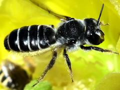 () (Orange-tipped Woodborer) flying on Santa Rita Pricklypear