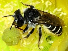 () (Orange-tipped Woodborer) profile on Santa Rita Pricklypear