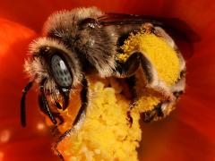 () (Globe Mallow Bee) face on Desert Globemallow